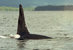 Killer whales are sometimes seen on the way to or from the park